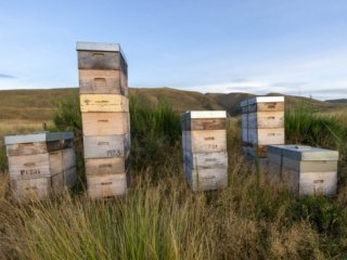 IMG_0919.jpg